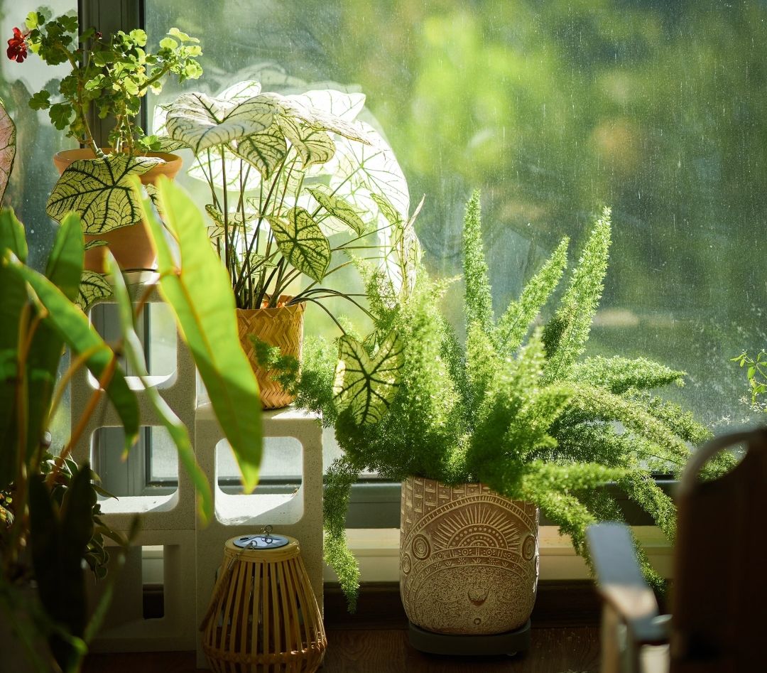 室内绿植全景