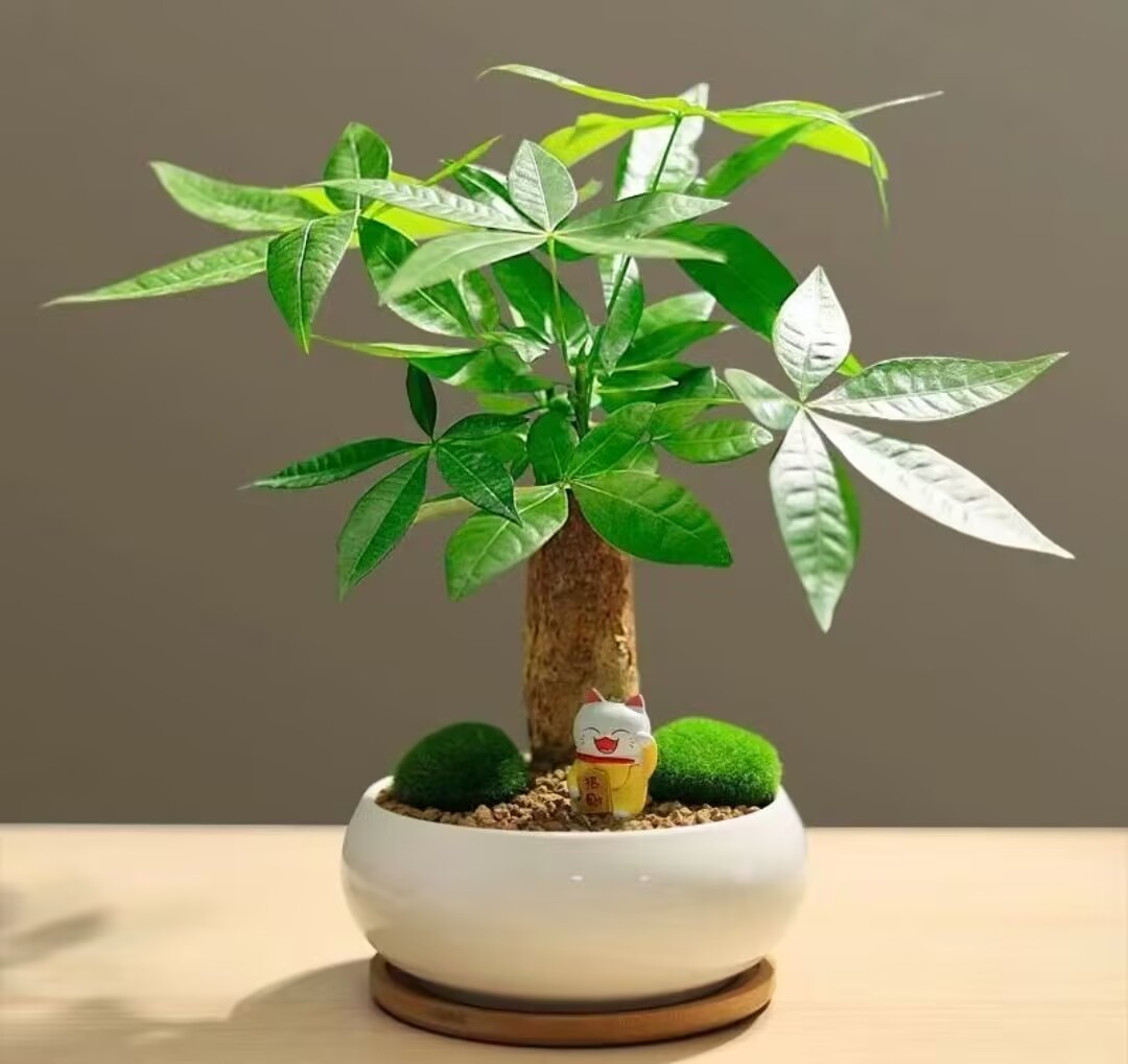 大型发财树